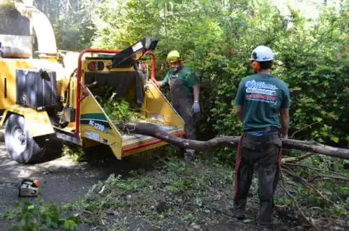 tree services Walnut Creek